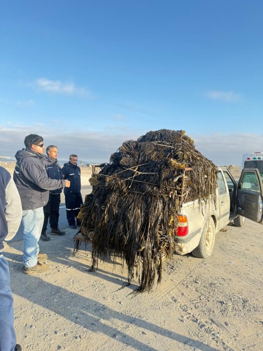 /incautan-mas-de-1600-kilos-de-huiro-negro-extraido-ilegalmente-en