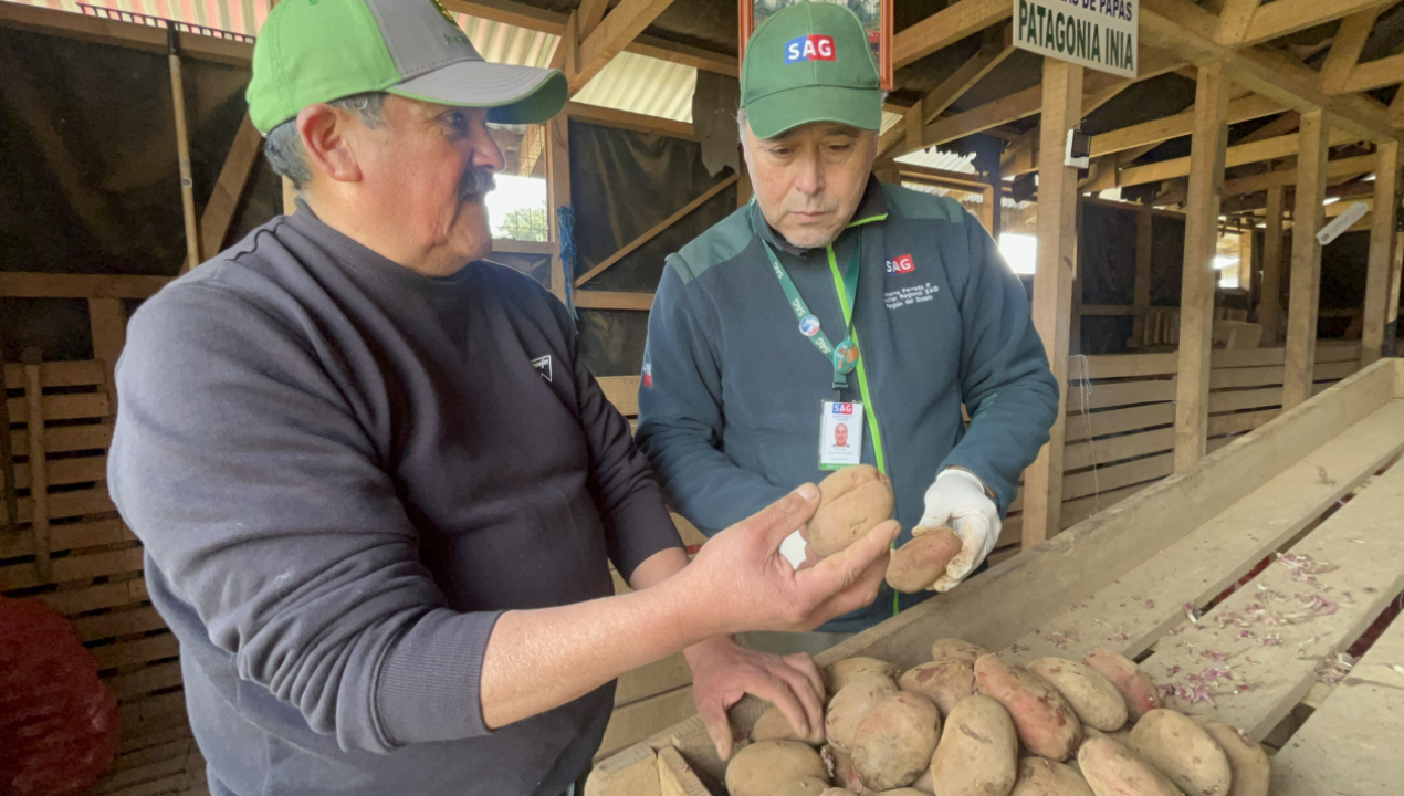 /area-libre-de-enfermedades-cuarentenarias-de-la-papa-productores-as-de-la