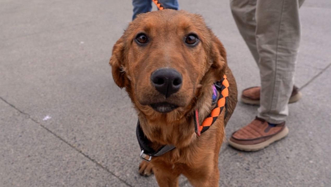 /municipio-refuerza-llamado-a-adopcion-tras-jornada-en-sodimac