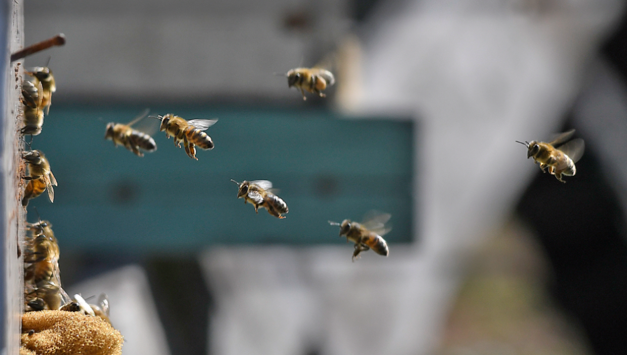 /regionales/region-del-nuble/preocupacion-por-reduccion-en-la-cantidad-de-abejas-en-region-del-nuble