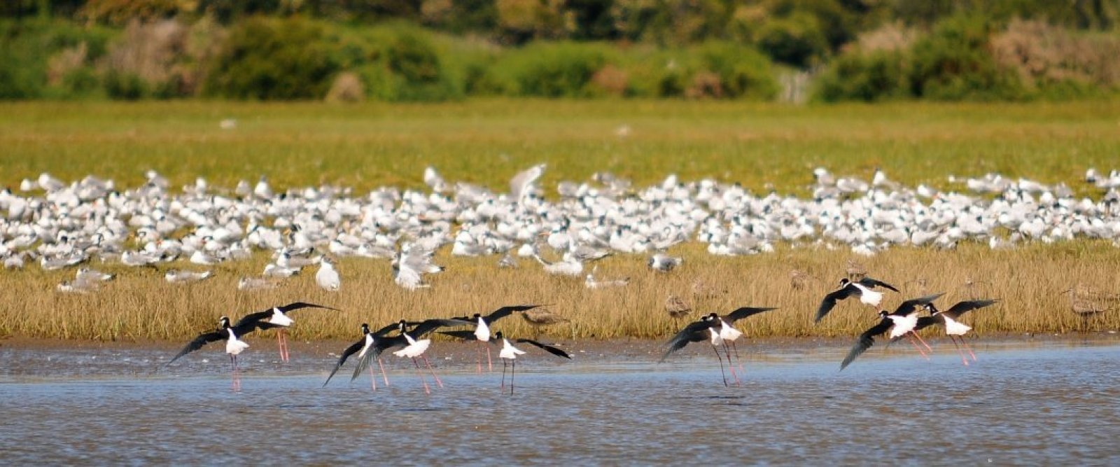 Valdivia busca convertirse en la primera “Ciudad Humedal” de América Latina