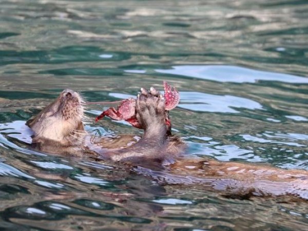 El chungungo se corona como el nuevo Embajador del Día de la Fauna Chilena 2025