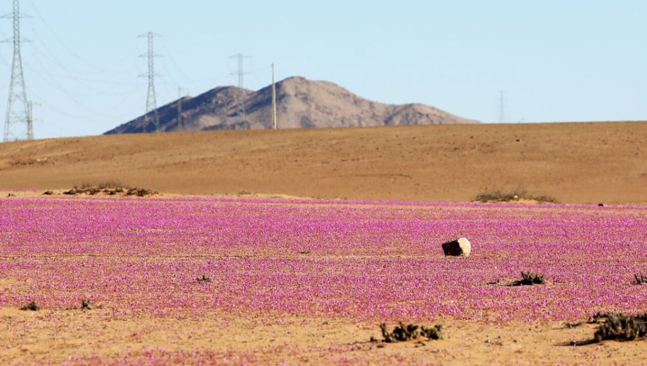 /tendencias/ciencia/centro-aleman-de-investigacion-analizo-habitat-microbiano-del-desierto-de