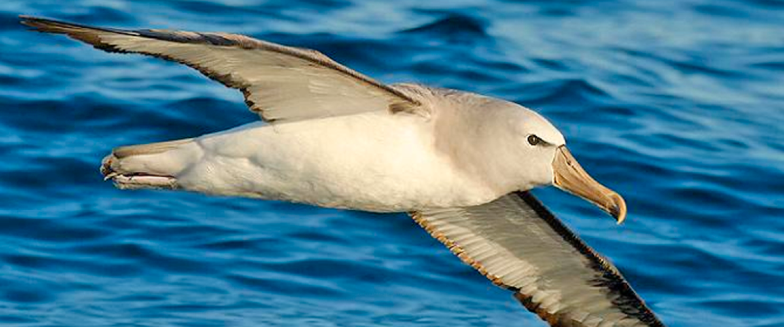 Albatros de Frente Blanca: La nidificación en Chile de ave marina de Nueva Zelanda