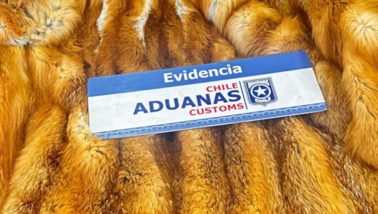 /actualidad/animales/contrabando/exembajador-de-chile-en-hungria-es-indagado-por-ingresar-pieles-de-animales