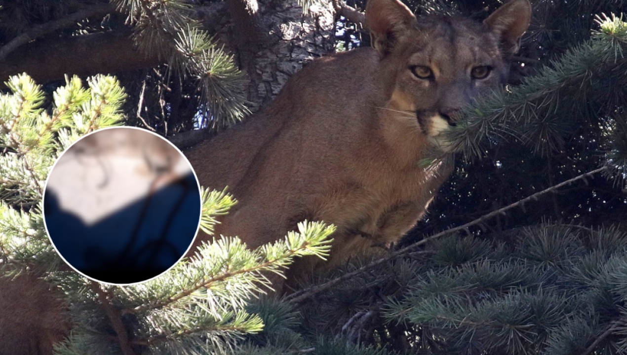 /regionales/denuncian-matanza-de-pumas-protegidos-y-lanzamiento-de-sus-cuerpos-al-rio