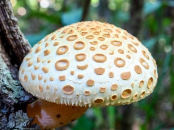 Investigadores descubren que el digüeñe podría ser esencial para combatir el alzhéimer