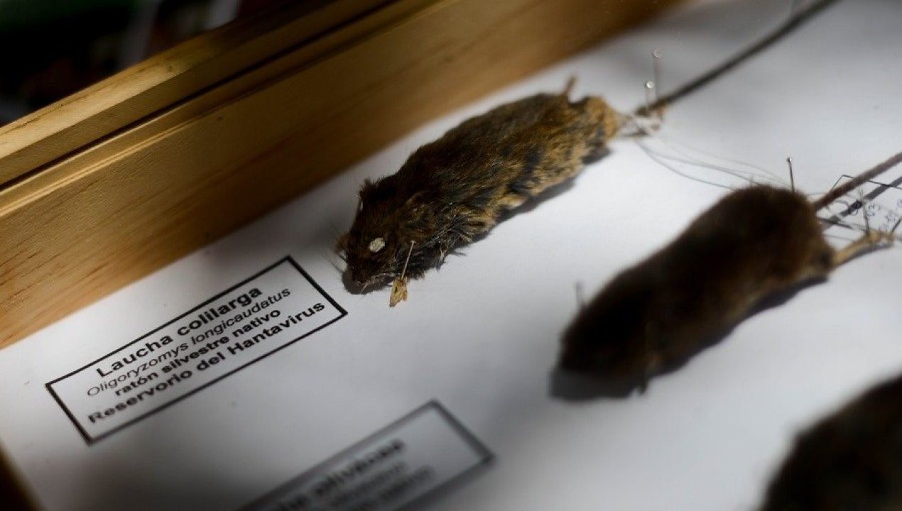 /regionales/region-del-biobio/hantavirus-en-foco-tras-muerte-de-joven-en-penco-autoridades-refuerzan